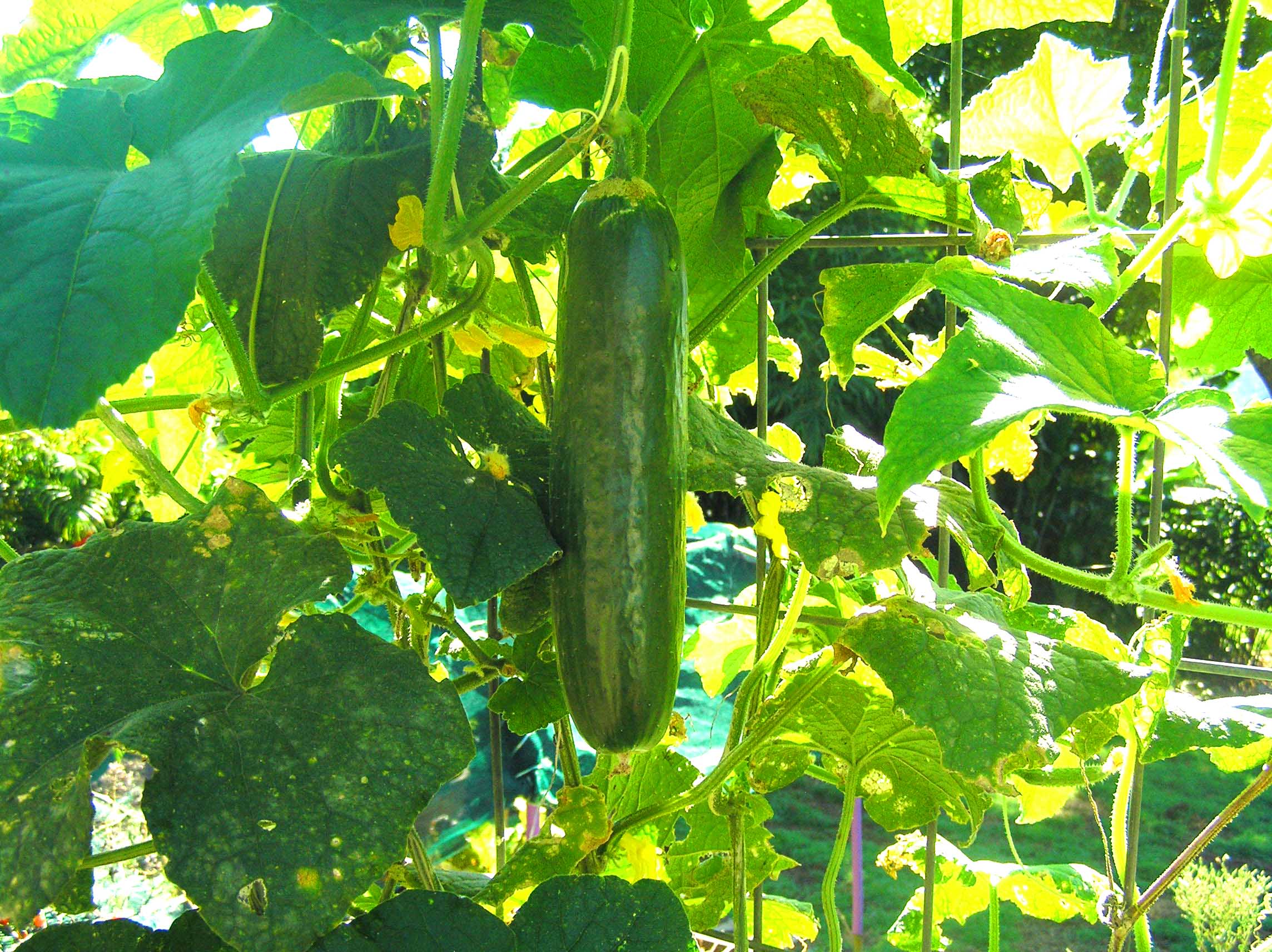 Need inspiration for your cucumber yields? Read on!
